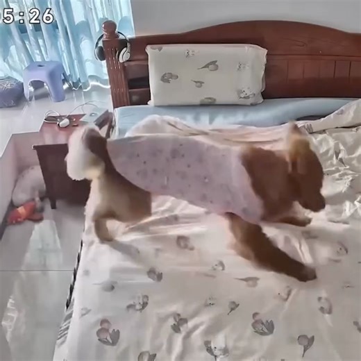 Funny Dog Videos That Will Keep You Laughing For Hours 🐶 | I Love Dogs