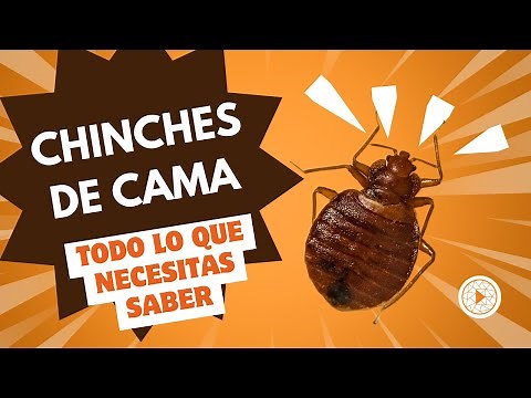 BED BUGS | What you should know to detect and control their bites?