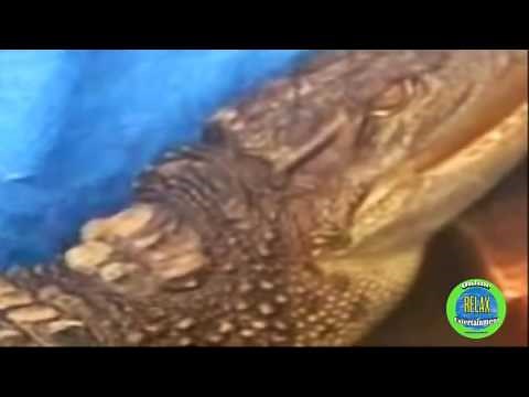 Crocodile sound like barking dogs - Animal World