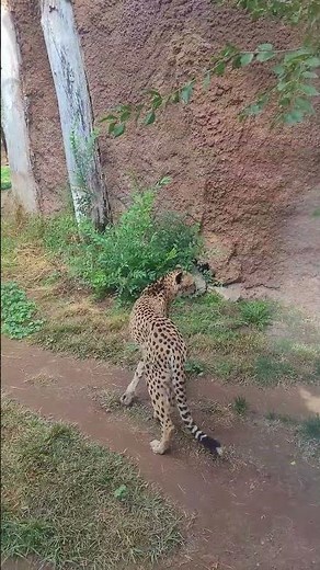 Exploring the ABQ BioPark Zoo 🐾
