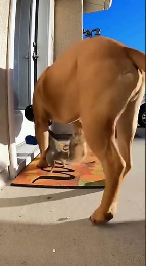 Duck vs Squirrel Boxing Match Interrupted by Bulldog! 😂🐶