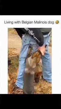 funny dog #dog #shorts #shortsfeed