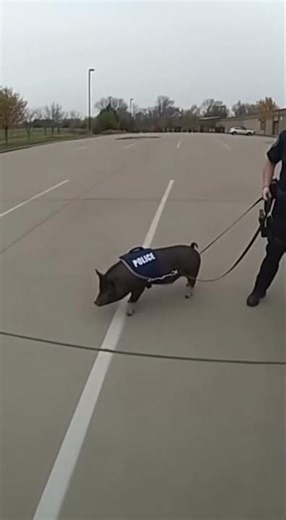 What Happens When a Pig Joins the Police?