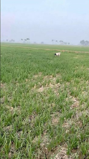 [Hunting quail with English pointer Batair ka shikar jall netting quail 2025 #quail #quailhunting ]