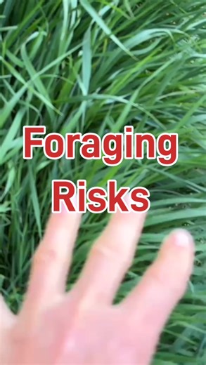 26K views · 175 reactions | When foraging wild foods like Cow Parsley...