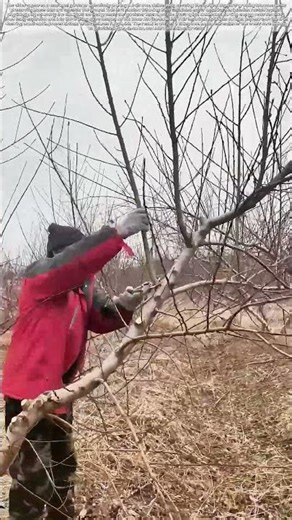 Snipping the Sky, Saving the Earth: Why Angling Cuts Downward Supercharges Fruit Yield