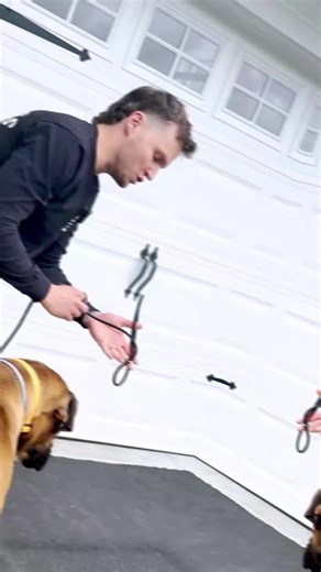 Burliegh is a big hippo sometimes 😂but the Slip leashes might look simple, but they’re one of the most effective tools for training. It’s not about the tool it’s about the communication and structure it allows you to build with your dog. ~