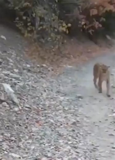 34K views · 288 reactions | Hiker encounters mountain lion. | Critters Of The World & Southern Outdoor Education | Facebook