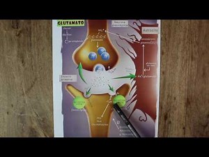 NEUROTRANSMITTER GLUTAMATE
