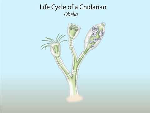 Life cycle of a Cnidarian