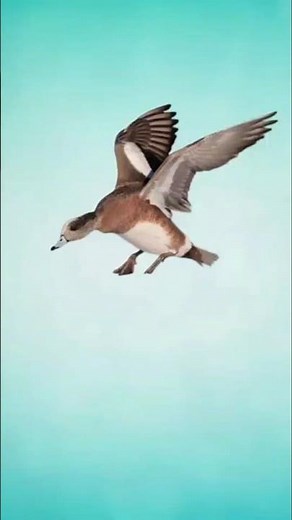 american wigeon duck flying #duck #birds #flying