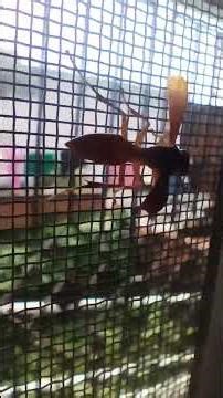 An angry wasp ! #wildlife #wild #nature #scary #but #beautiful