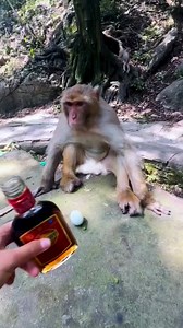 7.8M views · 114K reactions | Oh monkey . #monkeys #monkey #animals #wildlife #nature #pets #cute #birds #funny #bird #love | Hello Monkey CC | Facebook