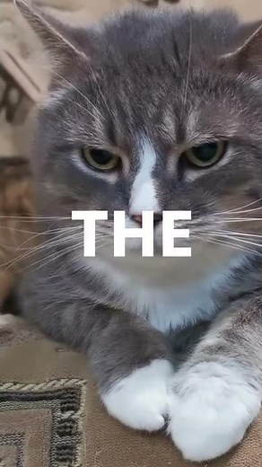 The Black Bombay Cat