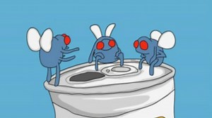 3 Drunk Flies