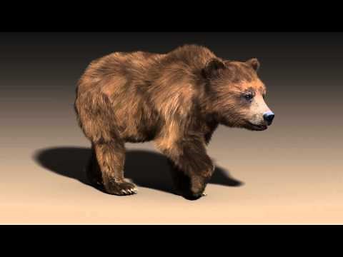 Bear walk cycle