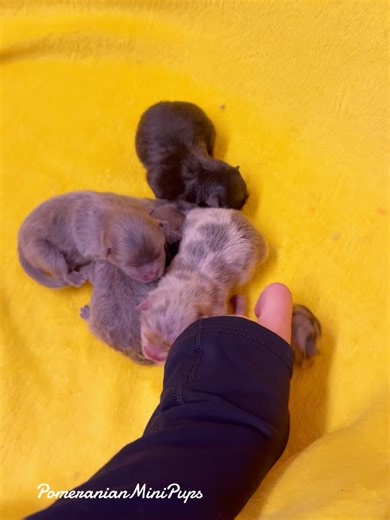 52 reactions · 5 comments | Pomeranian Mini Pups on Reels | Facebook