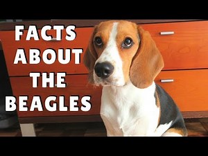 Beagles Facts - dogs 101 breed information, health and more