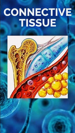 Connective Tissue Explained in 30 Seconds | Bone, Cartilage, Blood & Adipose.