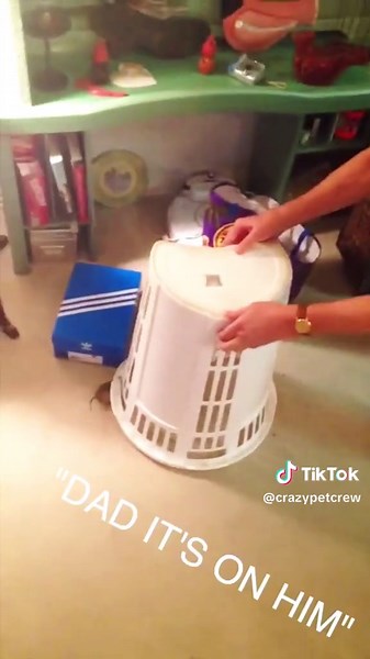 Funny Mouse Jump Scare Compilation