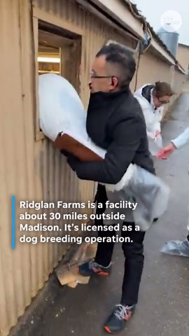 Activists take 23 dogs from Wisconsin beagle farm accused of cruelty