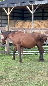 And we have …….. Pixie Ears | Christian Farms Rescue and Rehab