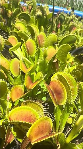 Carnivorous Plant Help! Learn to grow Venus Flytraps and more!