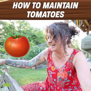 704K views · 4.8K reactions | Here's How To Maintain Your Garden Tomatoes! | Roots and Refuge Farm | Facebook