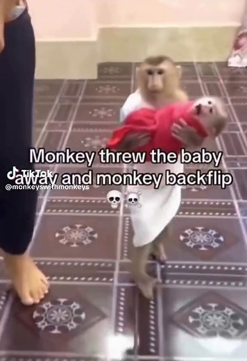 Adorable and Funny Monkey Videos Compilation