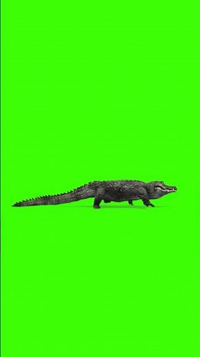 Crocodile Walking Green Screen Video | Free 4K Shorts Overlay | Wildlife VFX ‪@satishdesigngraphy‬