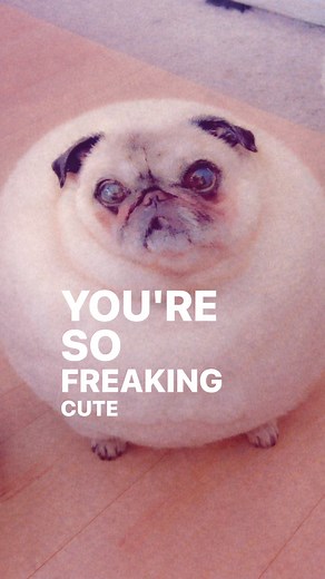 Adorable Pug Moments That Melt Your Heart