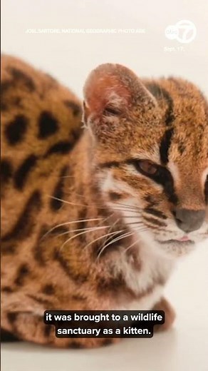 Tiny cat discovered in Bolivia said to be 1st new feline species in over 100 years