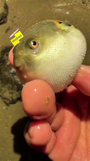 How Does a Pufferfish Protect Itself from Predators? #science
