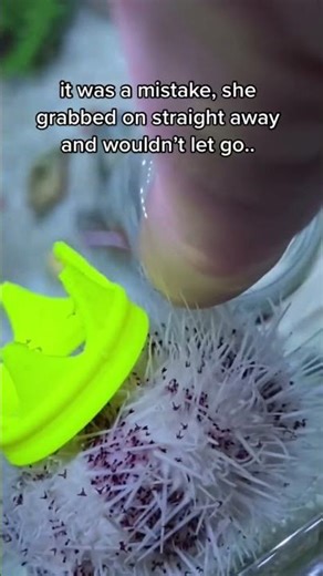 send help #bobatheseaurchin