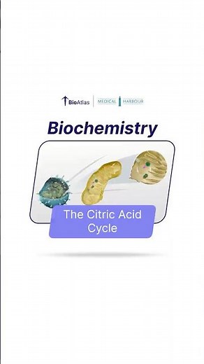 Citric Acid Cycle | Biochemistry | BioAtlas