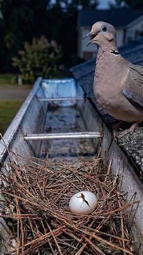 Mourning Dove Egg Hatching — 14 Days in 30 Seconds 🕊️