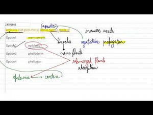 pericycle that gives rise to lateral roots is made of | 12 | ANATOMY OF PLANT PARTS | BIOLOGY | ...