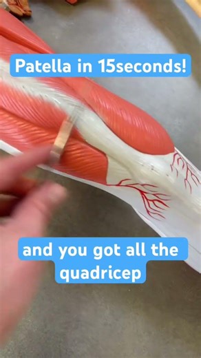 Learn the patella in 15seconds! #anatomy #patella #knee #kneecap #medicine
