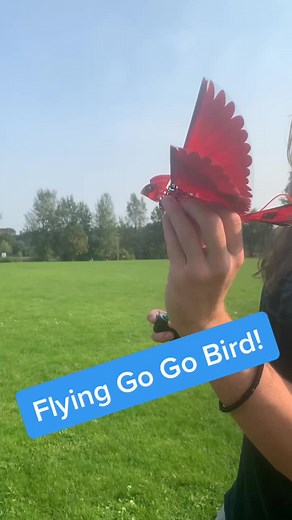 A basic demo of Go Go Bird in flight, thanks for all the love! More videos to come soon🦜❤️ #gogobird #zingtoys