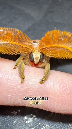 He’s so shy! What’s the difference between male and female atlas moths? Well just look at the size of his antenna compared to the females? What a difference 👀 | Jumping spider & Moth life