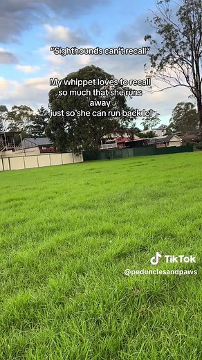 Training a Whippet: Mastering Recall and Rebound