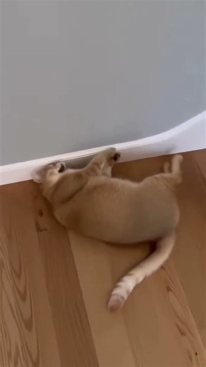 Cat Falls Down 😹 Stair Fail of the Year!