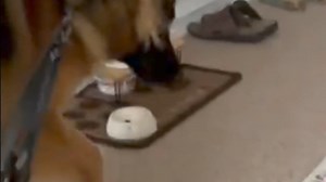 Dogs chasing cats I specialise in canine predatory behaviour in dogs. Lots of people think that this simply means ‘stopping’ dogs from wanting to chase a particular animal. It doesn’t. A fool with a tool can do that. It also means having the ability to observe and understand the behaviour of the dog and recognising the motivations behind that behaviour. Why is the dog acting like it is towards another animal, what does the owner want and how do we best get that without making matters worse? The 