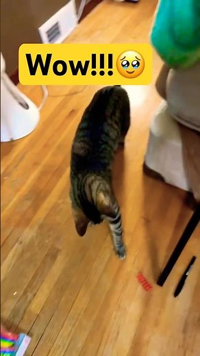 BEANS THE CAT WITH DOG LIKE BEHAVIORS!!