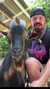 No Fence Can Hold Him. #feralfrank #crownfoxhabitat #goat #funny