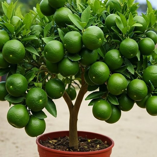 🍋How To Propagate Lemon Trees Cutting Faster, how to growing lemon trees | Tree Garden