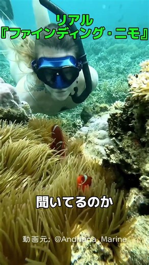これ、マジで本物のニモじゃん #ファインディングニモ #ニモ #Shorts
