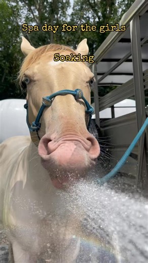 Good day for a spa day for the horses #horse #cheval #horses #pferd #... | Nature Amazing