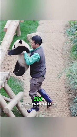 A verdadeira história de FU BAO por trás das imagens virais #Panda #Curiosidades 🐼📖