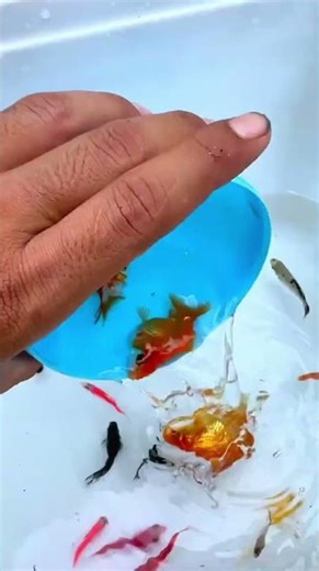 Catching guppies, angelfish, colorful turtle and colorful fish